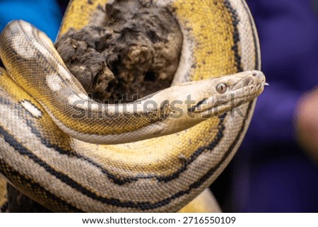 Detailed view of a rare reticulated python with multiple genetic mutations, including tiger, mottle, platinum, and sunfire.