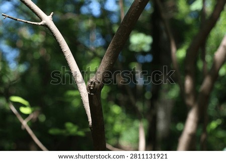 Detailed view of rough tree bark and slender twigs with a delicate spiderweb, set against a blurred natural environment