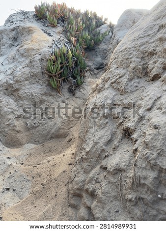 Detailed view of sandy eroding coastal bluffs with a natural crevice and vibrant green ice plant vegetation along the coast in Carlsbad, California.