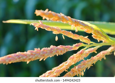 A Detailed View Of A Single Corn Seed Dangling From The Husk Of A Plant Leaning Over. 