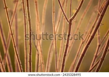 A detailed view of thin branches crisscrossing against a soft-focus golden background, highlighting the complexity and beauty of nature.