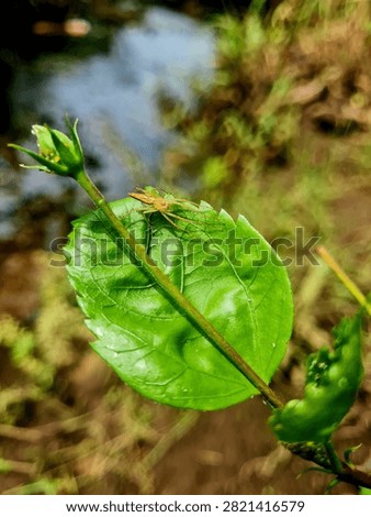 A detailed view of a tiny spider perched on a glossy green leaf surface next to a growing bud, surrounded by soft-focus natural foliage.
