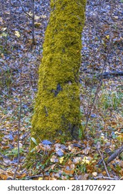 Detailed view of vertical moss patterns on tree trunk surrounded by fallen leaves. Intimate study revealing moss texture and damp environment at base of tree