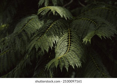 A detailed view of vibrant green fern leaves illuminated by natural sunlight. The intricate pattern and texture evoke a sense of tranquility and connection with nature. - Powered by Shutterstock