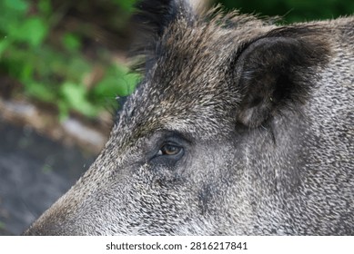 Detailed view of a wild boar's face, highlighting its coarse fur, keen eye, and bristly mane against a blurred natural background