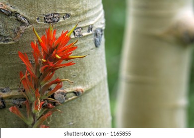 A detailed view of a wild Indian Paintbrush against an Aspen tree.