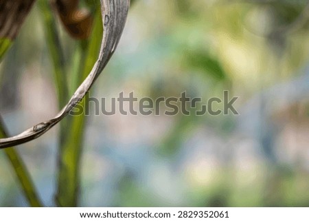 A detailed view of a wilted, brown leaf attached to a plant with vibrant green stems, set against a softly focused background of green, blue, and yellow hues, capturing a moment of natural decay