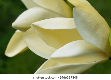 Detailed view of a yellow magnolia flower blooming. Concept of magnolia. - Powered by Shutterstock