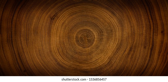 Detailed warm dark brown and orange tones of a felled tree trunk or stump. Rough organic texture of tree rings with close up of end grain.