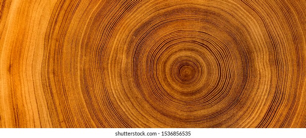 Detailed warm dark brown and orange tones of a felled tree trunk or stump. Rough organic texture of tree rings with close up of end grain.