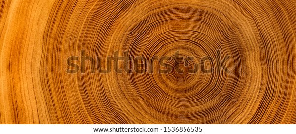 Detailed warm dark brown and orange tones of a\
felled tree trunk or stump. Rough organic texture of tree rings\
with close up of end\
grain.