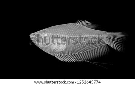 detailed X-ray skeleton visualisation of teleost fish isolated on black background