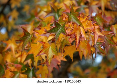 Details Of Autumn Foliage Of Liquidambar Styraciflua