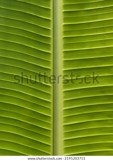 Details of banana leaf\
structure, with midrib, petiole canal and lamina veins are clearly\
visible.