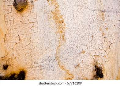 Details Of Bark From An Australian Gum Tree