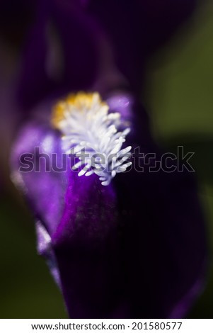 Similar – Image, Stock Photo Blue Nature Macro Photography.Floral Art Design.