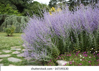 Russian Sage High Res Stock Images Shutterstock