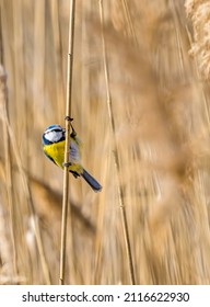Details of beautiful small bird. Clouse up to blue tit. Blue-Yellow adorable bird. Eurasian Blue Tit on the reed - Shutterstock ID 2116622930