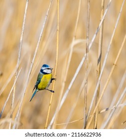 Details of beautiful small bird. Clouse up to blue tit. Blue-Yellow adorable bird. Eurasian Blue Tit on the reed - Shutterstock ID 2116622936
