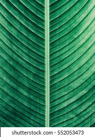 Details Of Big Green Leaf, Abstract Striped Texture From Natural Background, Vintage Tone