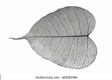 Details of black vein of bodhi leaf