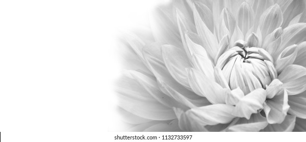 Fleur Noir Et Blanc Images Stock Photos Vectors