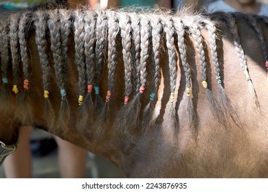 84 Pigtails Mane Horses Beautiful Hair Horse Braided Images, Stock Photos &  Vectors | Shutterstock