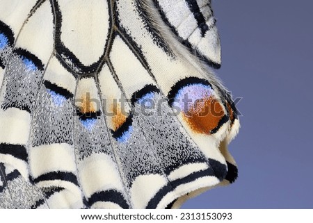 Details of a butterfly wing,  yellow swallowtail or simply the swallowtail  (Papilio machaon).