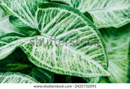 Details of caladium plants in a garden. Tropical Caladium Leaves. Caladium leaves background
