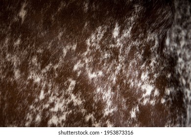 Details of cattle skin and fur taken in a small milk production farm that uses an agro ecologic production system