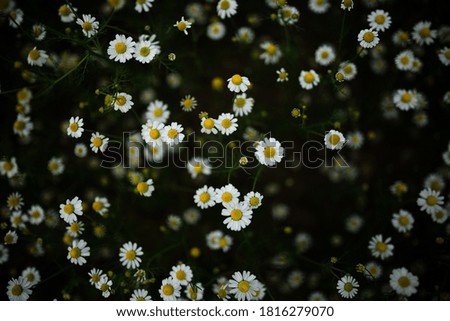 Similar – Image, Stock Photo #A0# Wildflowers