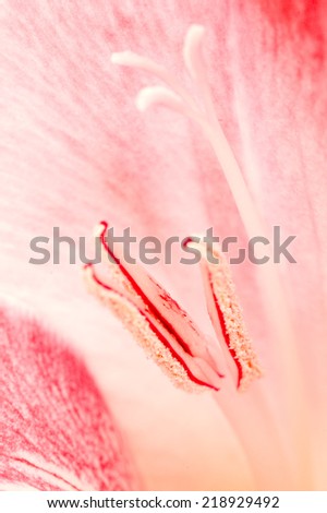 Similar – Close-Up Details Of Pink Tulip Flower