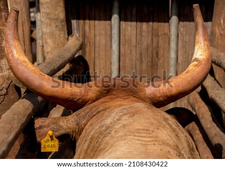 details of a corraleiro bull being handled