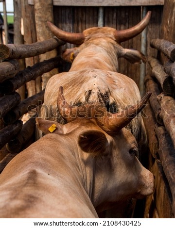 details of a corraleiro bull being handled