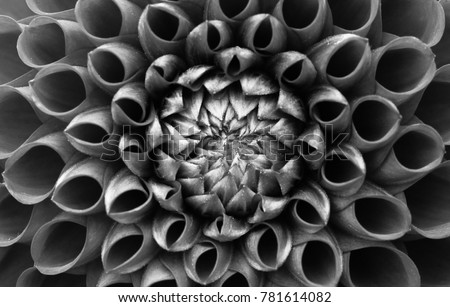 Details of dahlia flower macro photography. Black and white photo emphasizing texture, high contrast and intricate floral patterns. Floral head in the center of the frame.