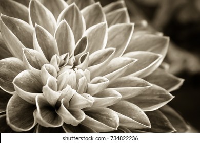 Details Of Dahlia Fresh Flower Macro Photography. Sepia Photo Emphasizing Texture And Intricate Floral Patterns.