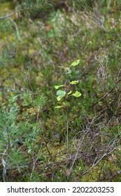 Details From An Eastern European Forest Floor