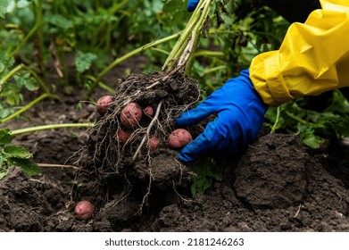 Details: Farmer's hands in blue gloves holding freshly dug potato while digging up a growing potato bush in an organic farm. Harvesting, seasonal work in the field. Agricultural business, eco farming - Powered by Shutterstock