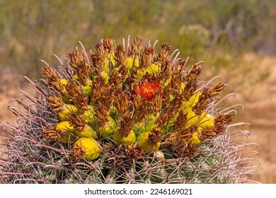 Details of the Flowers of a Barrel Cactus in Saguaro National Park in Arizona - Shutterstock ID 2246169021