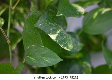 Details of green indoor plants, wide aperture of lens.