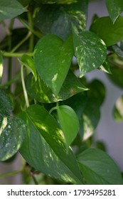 Details of green indoor plants, wide aperture of lens.