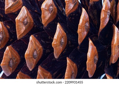 details of the leafs of a pine cone