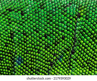 Details, Macro Of Scales Of Timon Pater Specie Of Wall Lizard 