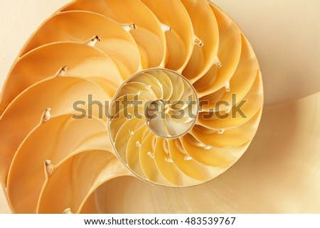 details of nautilus shell