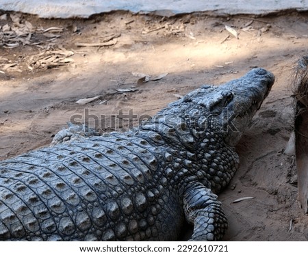 Details of Nile crocodile’s (Crocodylus niloticus) scaly hide with rows of ossified scutes.