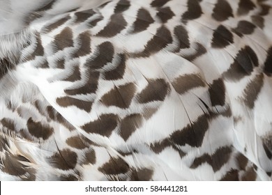 Details of owl's wing, Closed up details of snowy owl's wing features. Texture and pattern for animal background