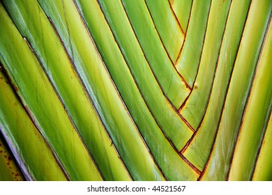 details of palmleaves give a harmonic structure