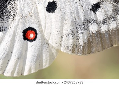 Details Parnassius apollo butterfly, beautiful butterfly living at high altitudes.