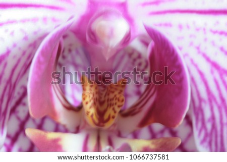 Similar – close pink up Blume