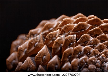 details of a pine cone as a example of fibonacci spirals in nature on wooden table with real shadows